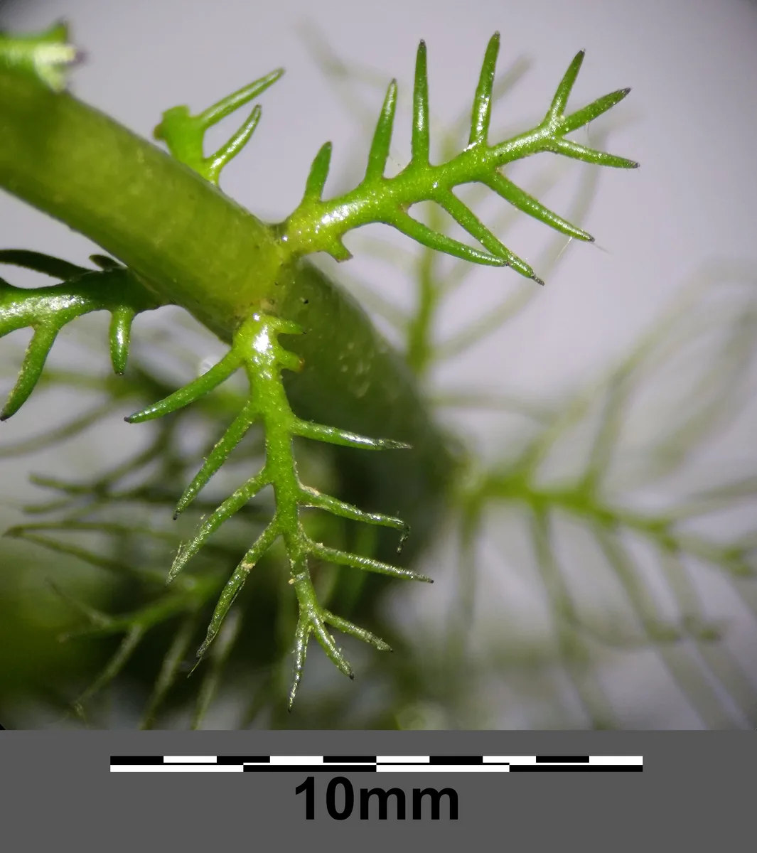 Variable Leaf Watermilfoil (Myriophyllum heterophyllum)