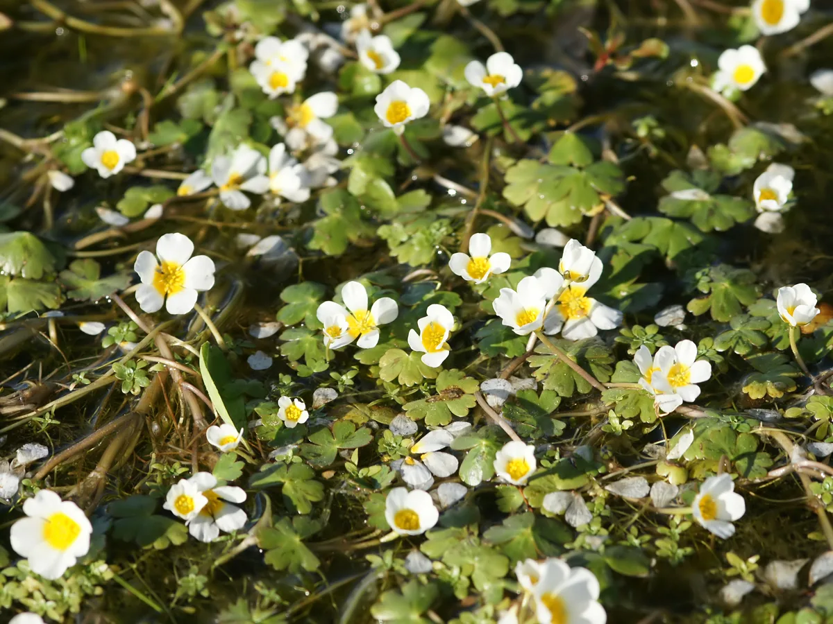 White Water Crowfoot