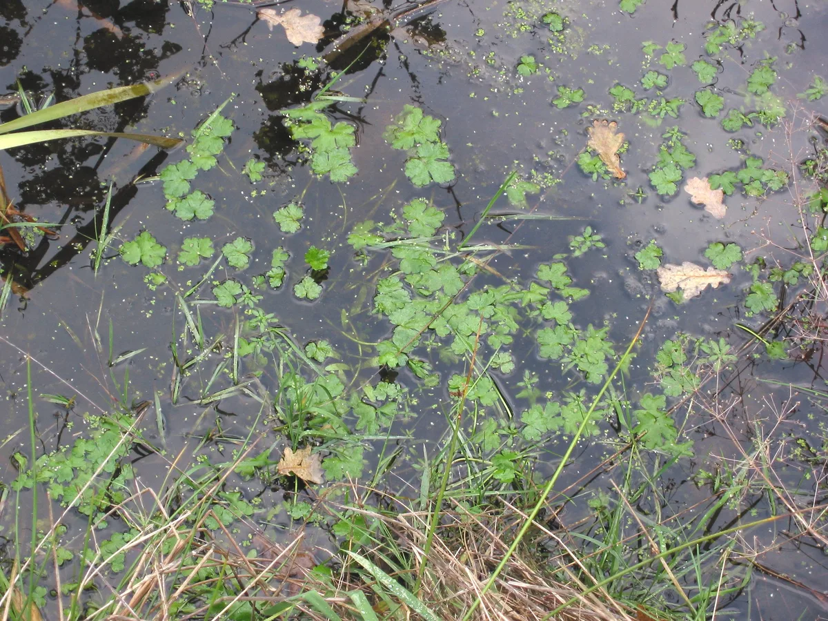 Water Buttercup (Ranunculus sceleratus)