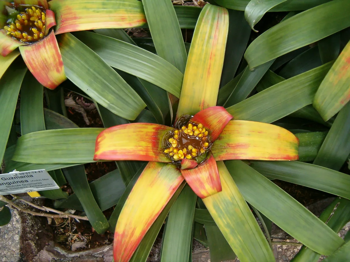 Cardinal Airplant (Guzmania sanguinea)