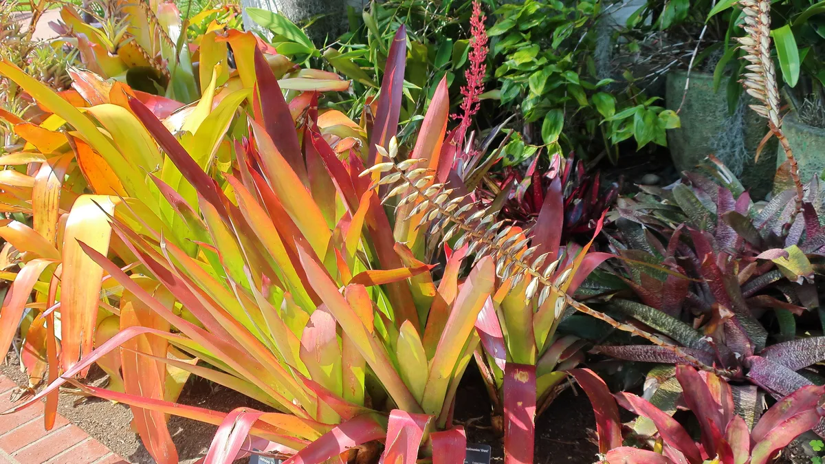 Red Sword Bromeliad (Vriesea fosteriana)