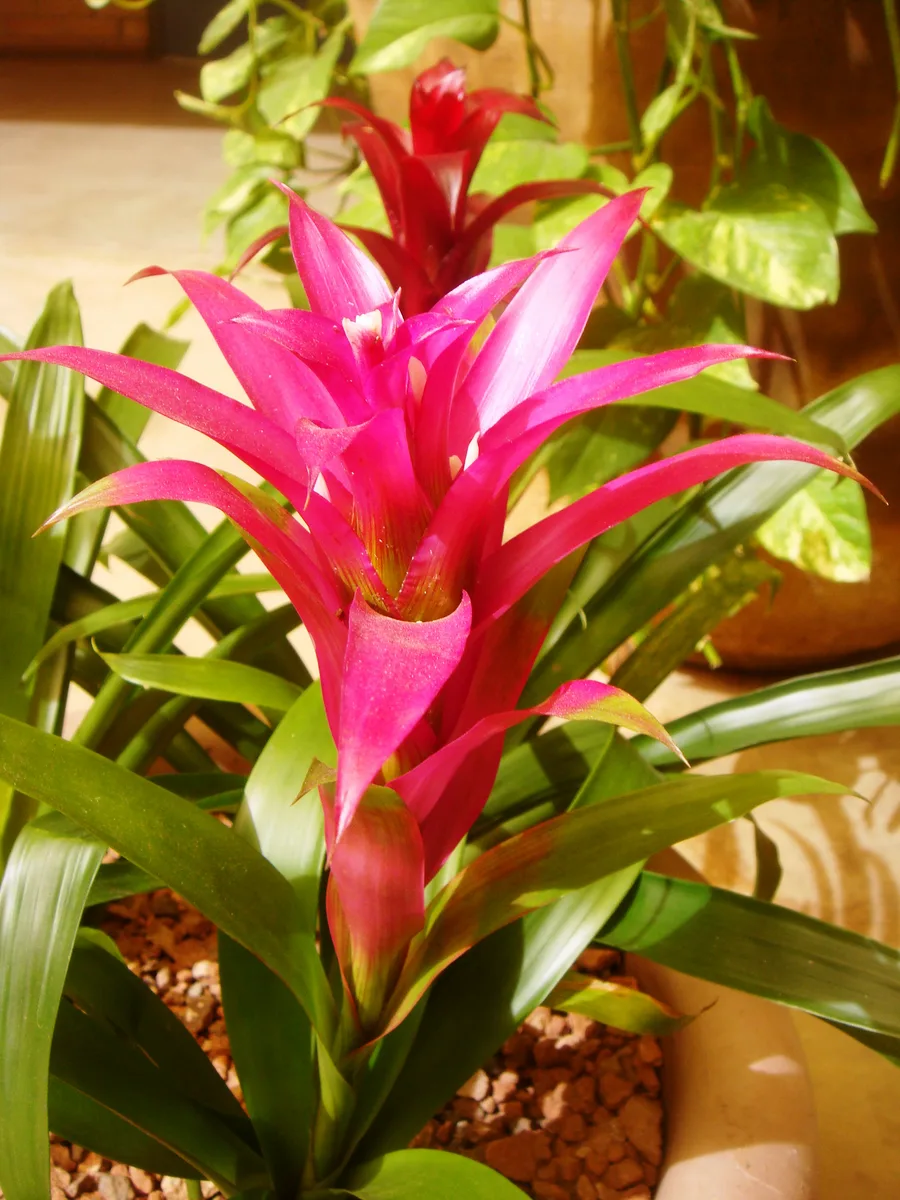 Canistropsis Bromeliad (Canistropsis billbergioides)