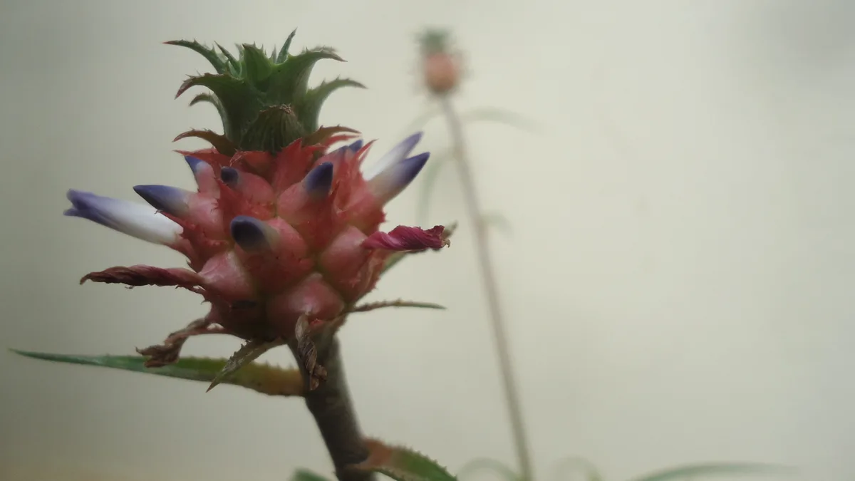 Miniature Pineapple