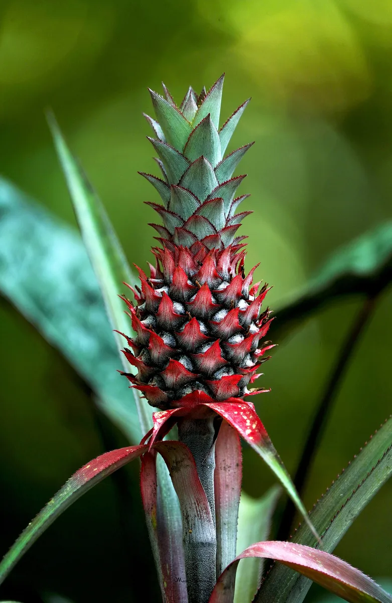Red Pineapple