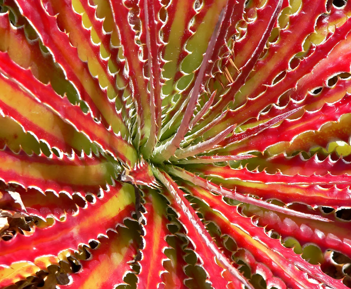 Hechtia Bromeliad