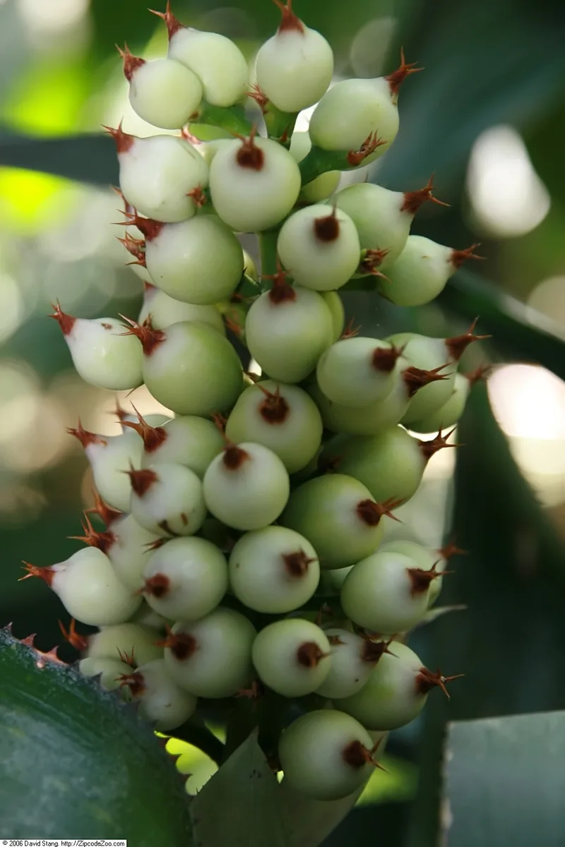 Leatherleaf Bromeliad (Androlepis skinneri)