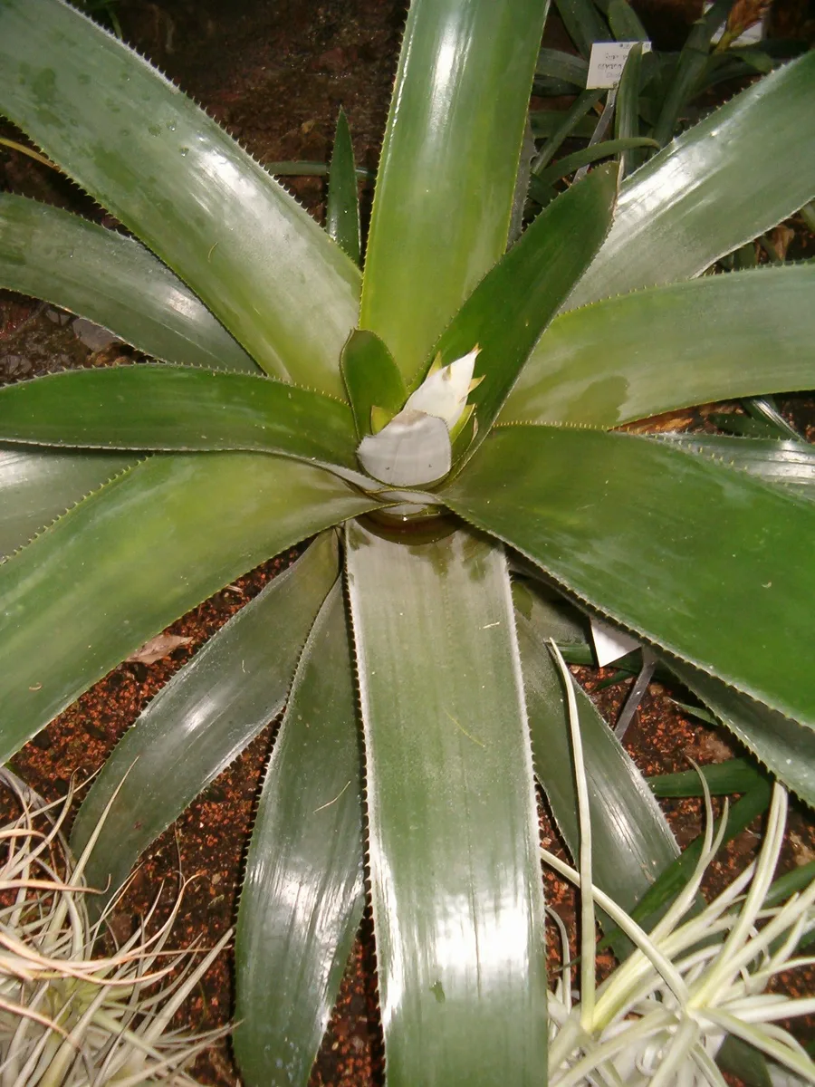 Mexican Bromeliad (Ursulaea macvaughii)