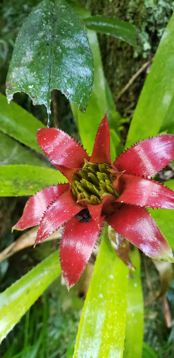 Blue Tank Bromeliad (Wittrockia cyathiformis)