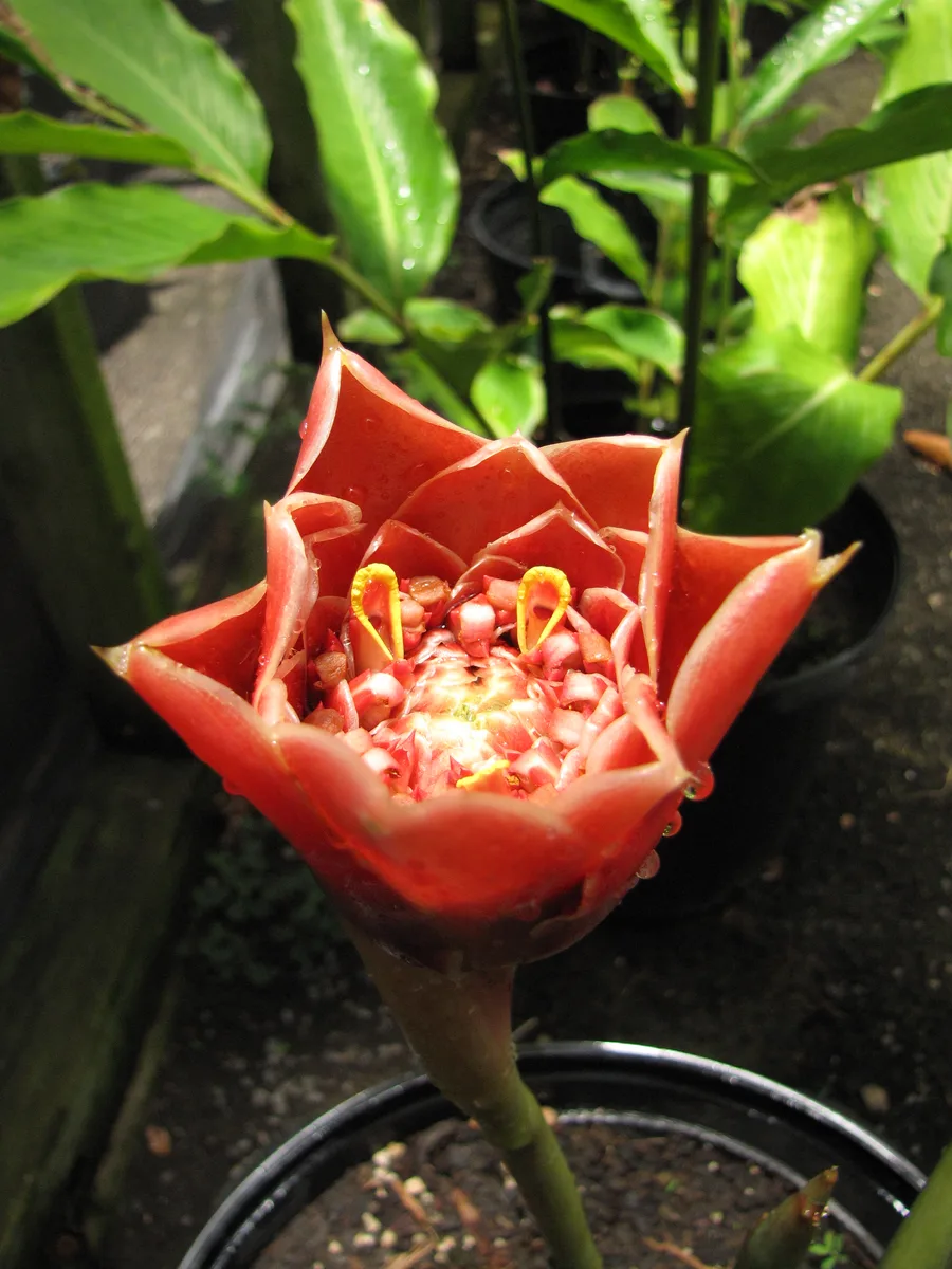 Red Torch Ginger