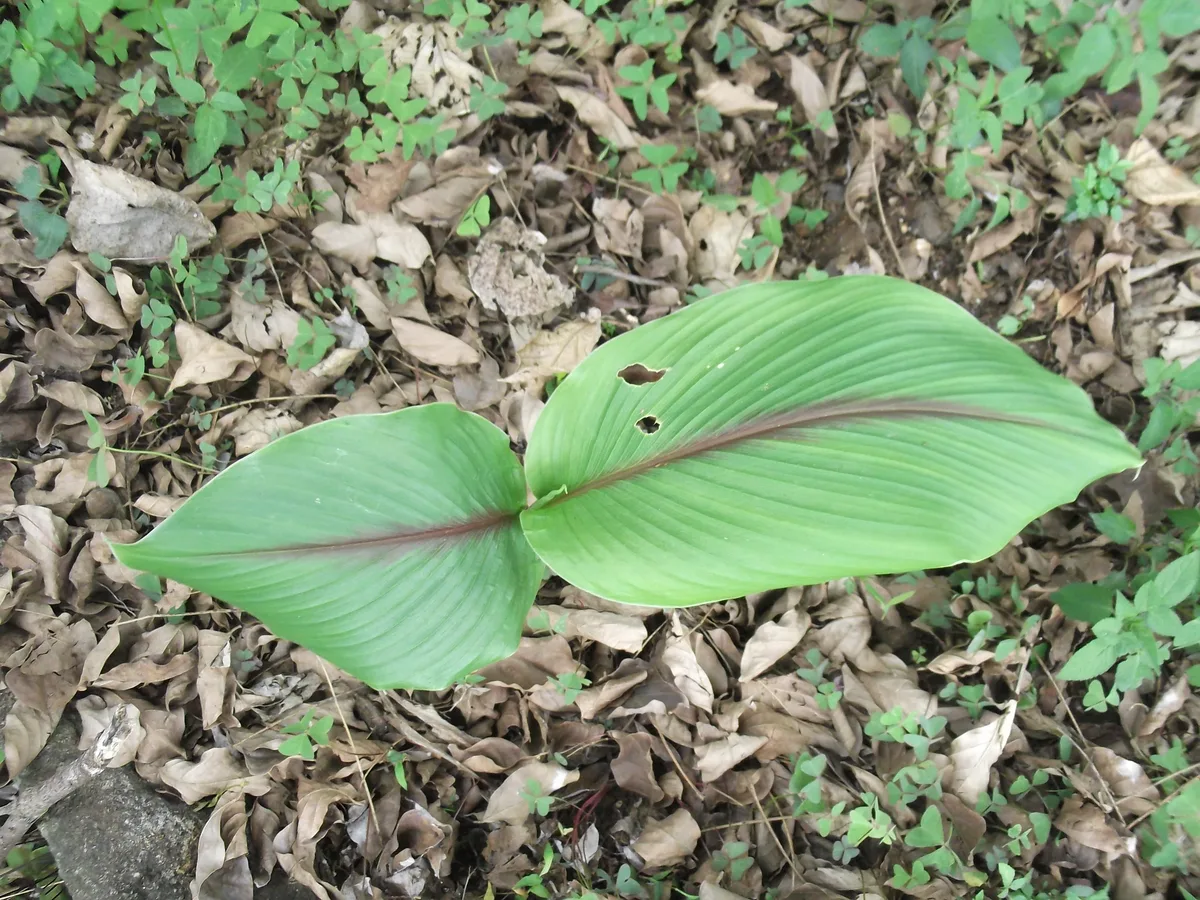 White Turmeric (Curcuma zedoaria)