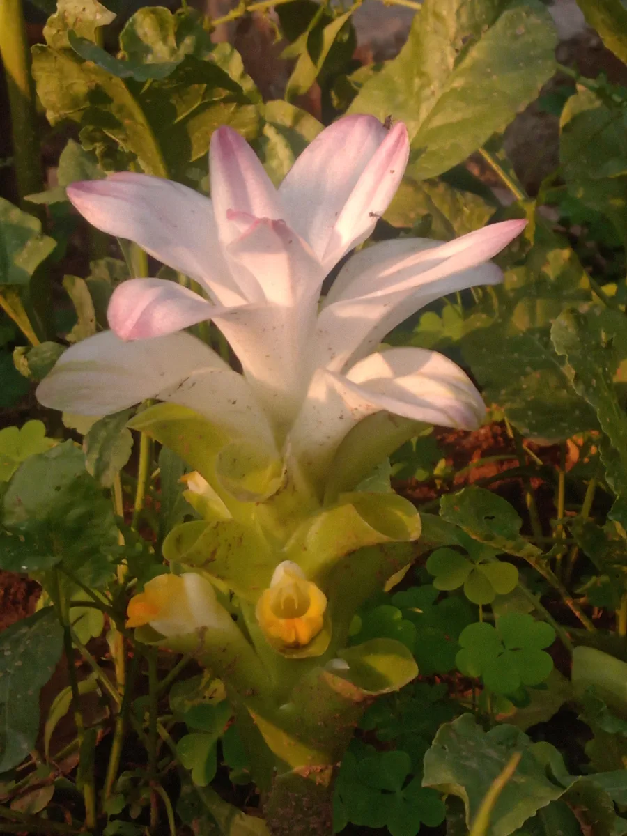 Mango Ginger (Curcuma amada)