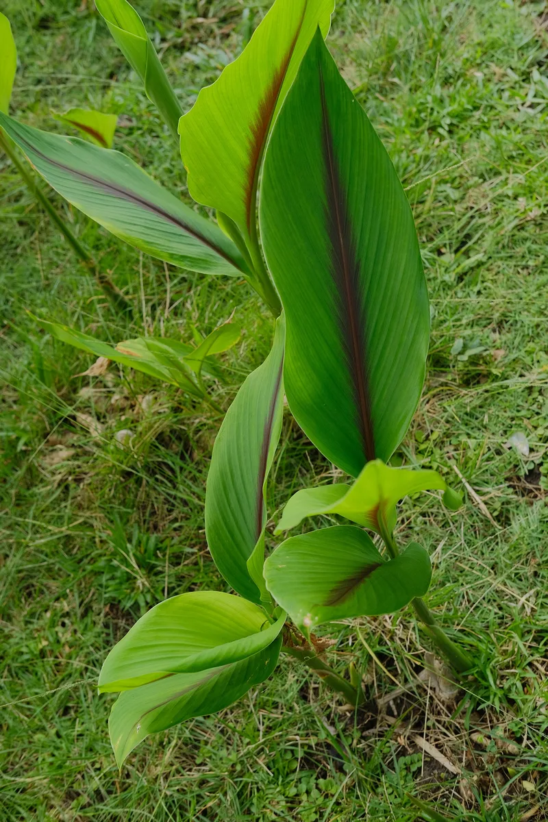 Round Zedoary (Curcuma zanthorrhiza)
