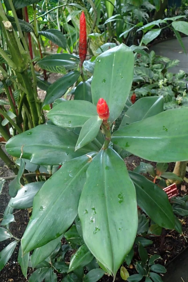 Spiral Flag Ginger (Costus pulverulentus)