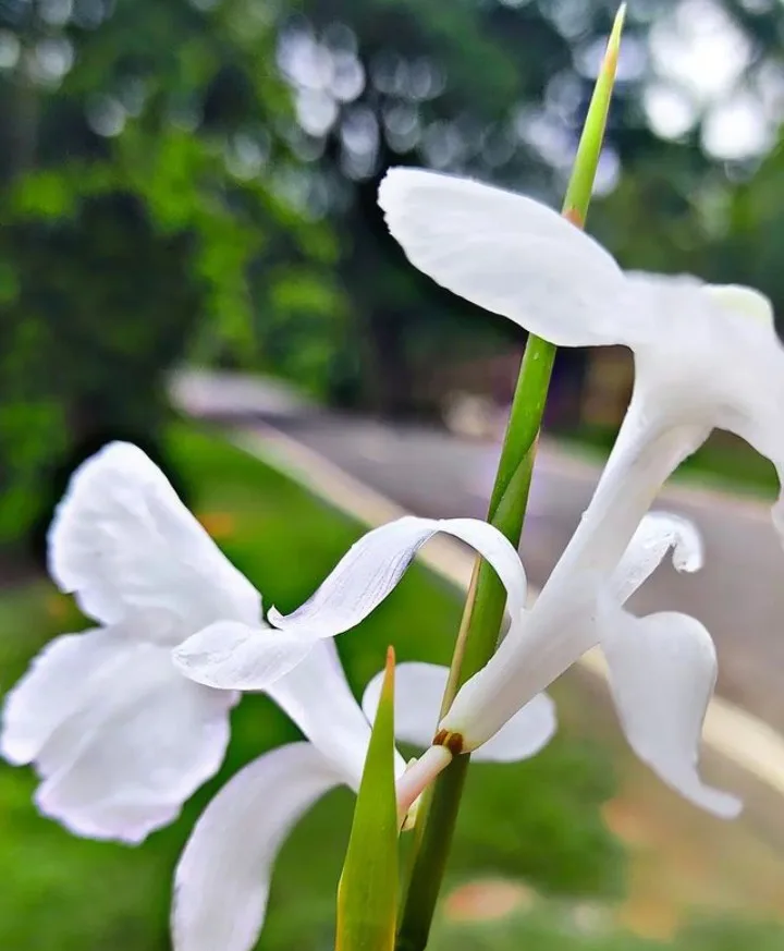White Ginger Lily