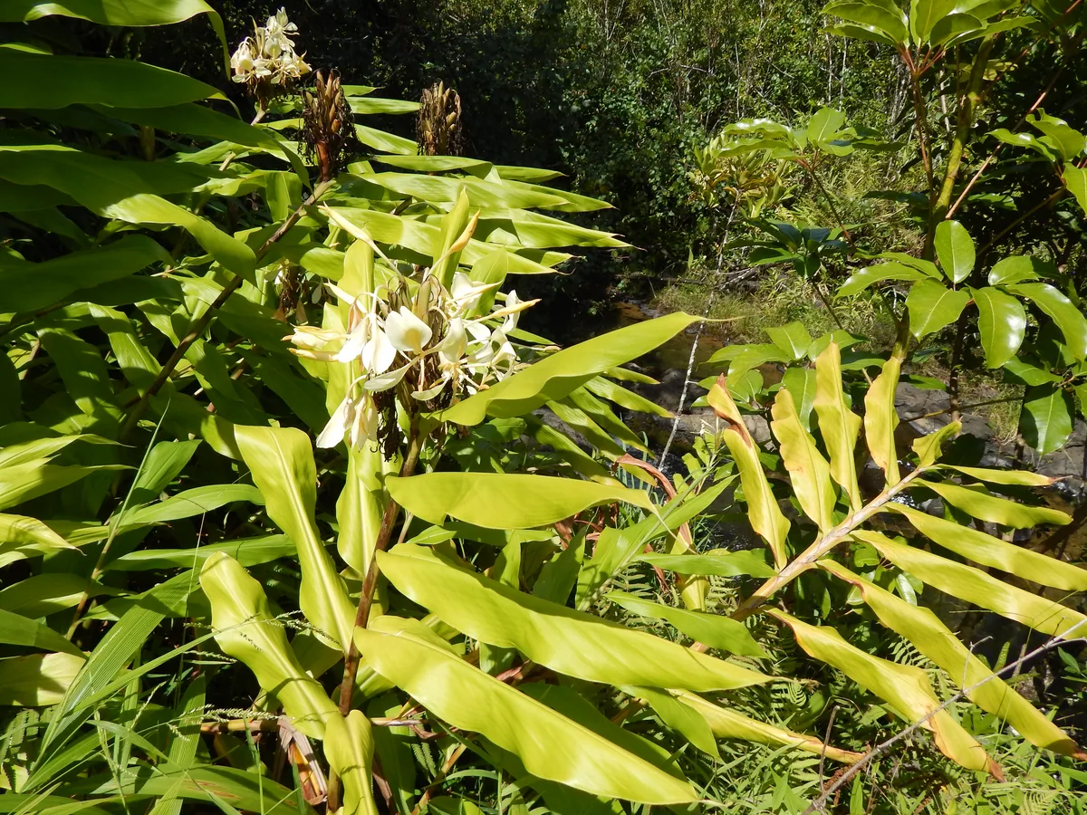 Yellow Ginger Lily