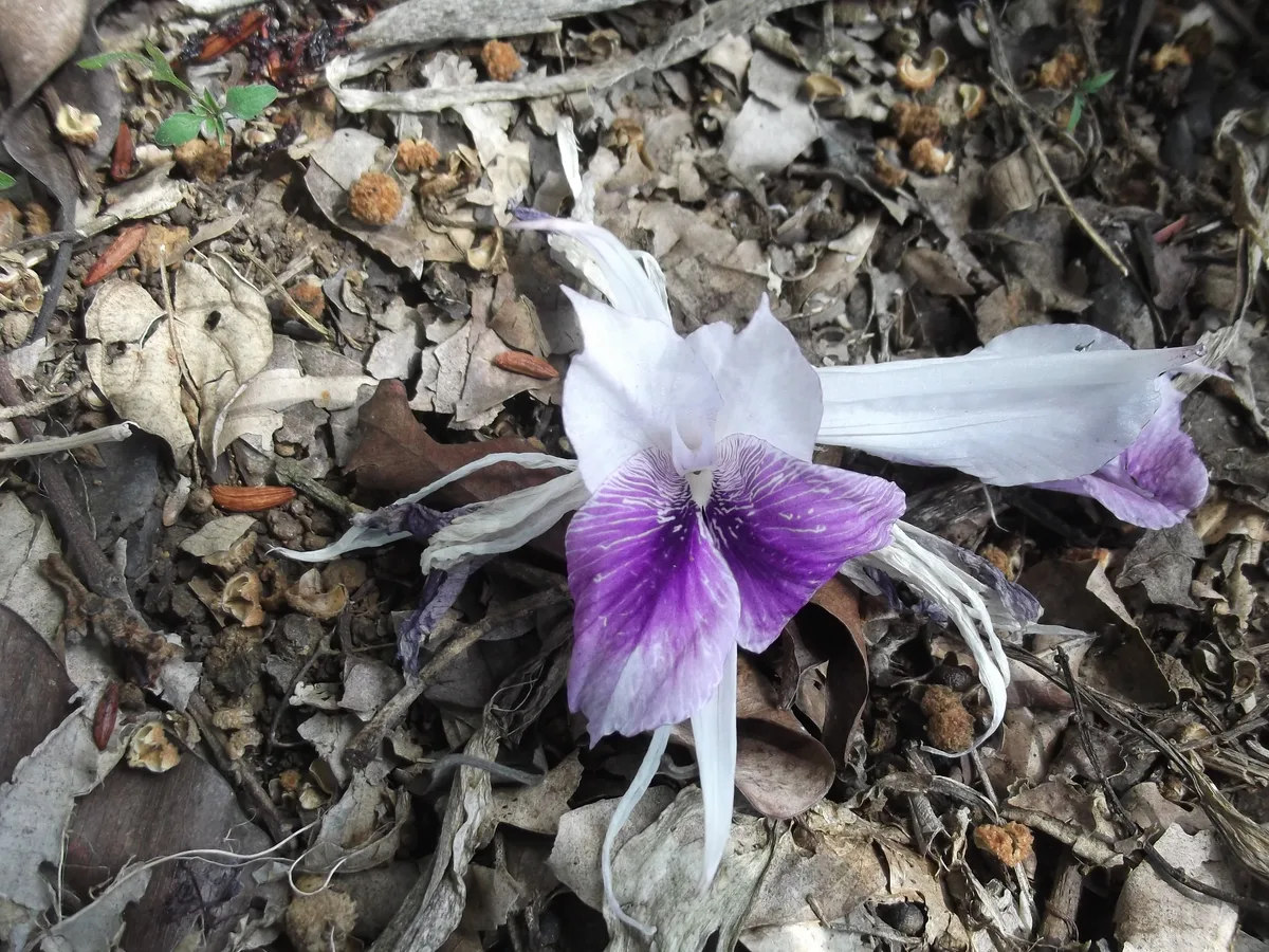 Resurrection Lily Ginger