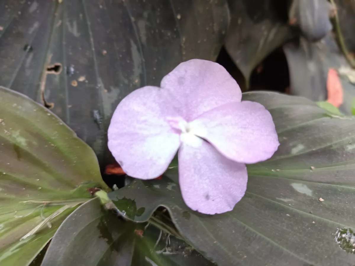 Peacock Ginger (Kaempferia elegans)
