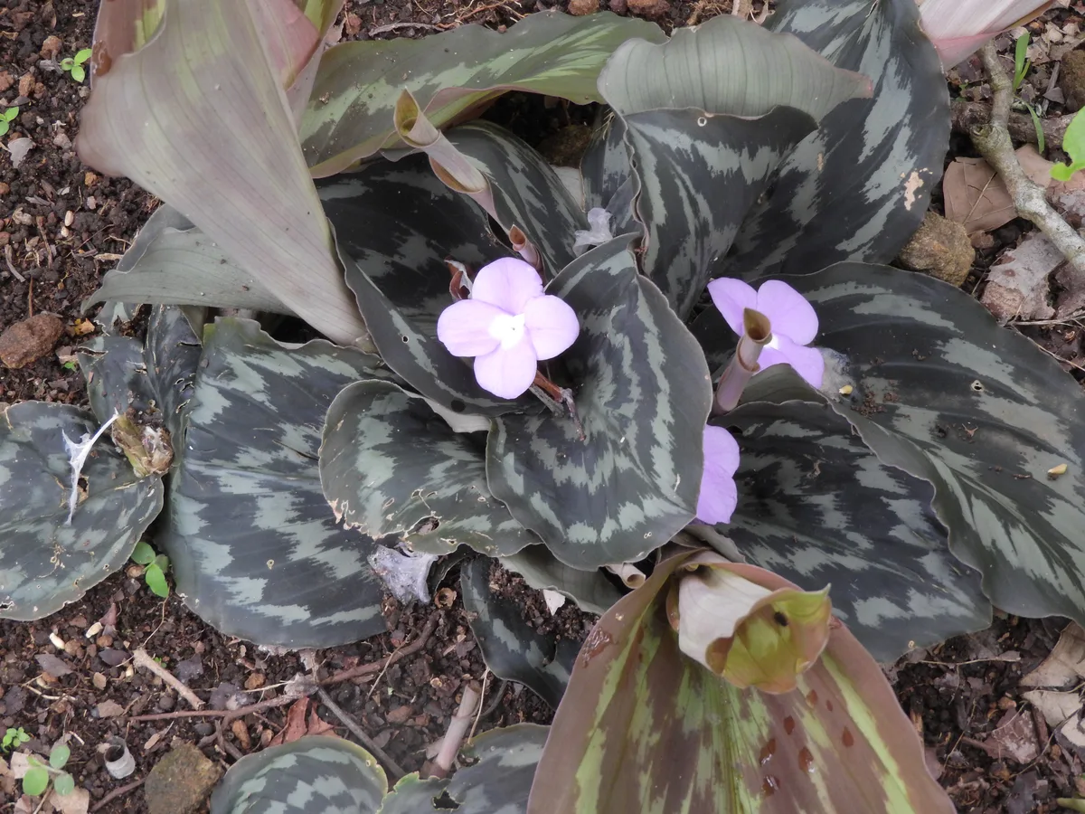 Peacock Plant Ginger (Kaempferia pulchra)