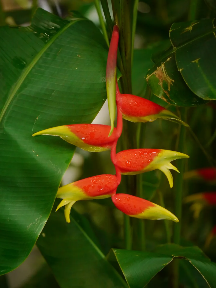 Lobster Claw Heliconia (Heliconia rostrata)
