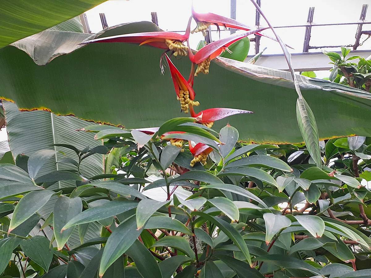 Hanging Lobster Claw