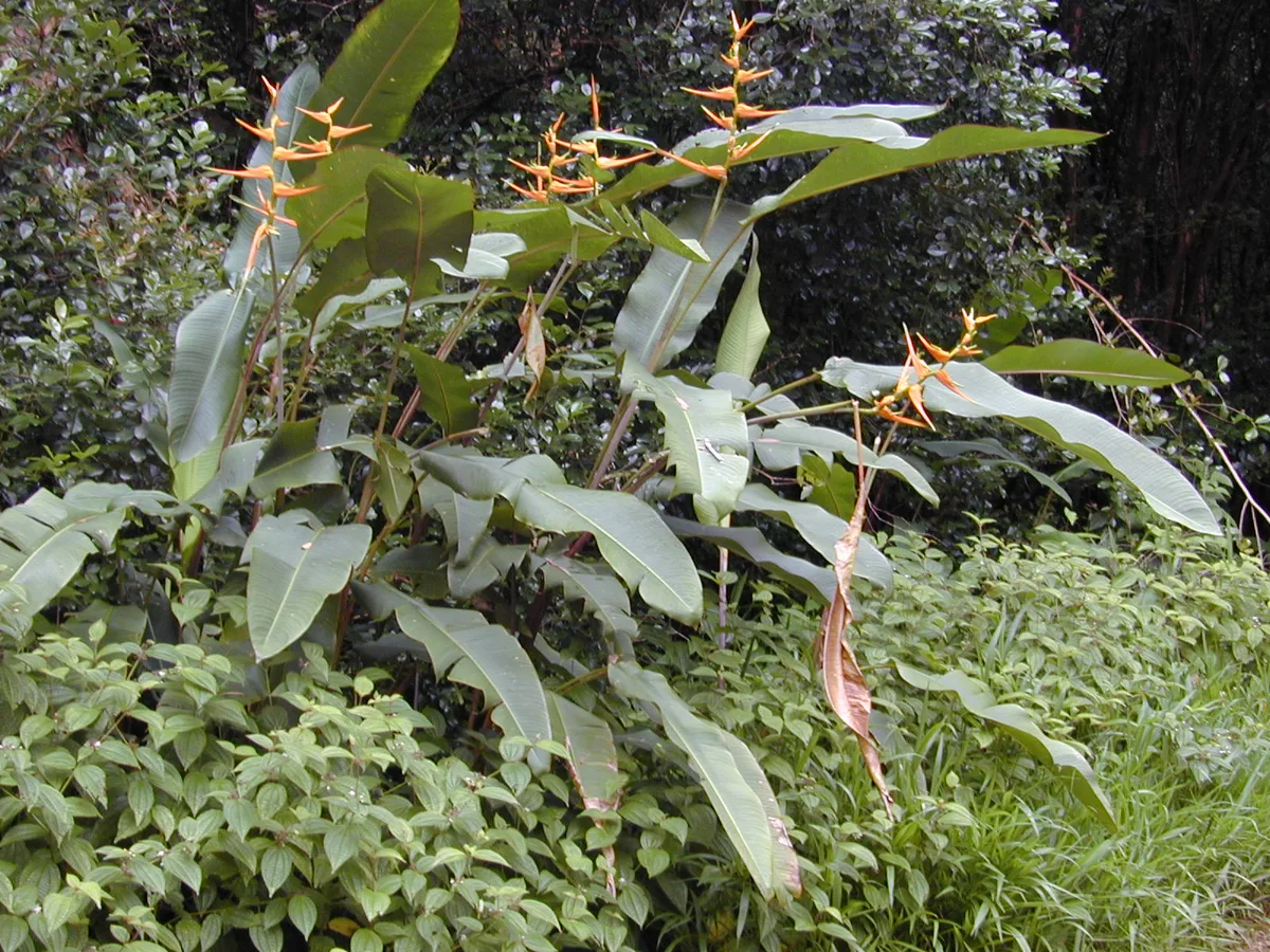 Wild Plantain Heliconia