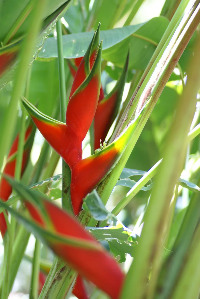 Giant Heliconia (Heliconia bihai)