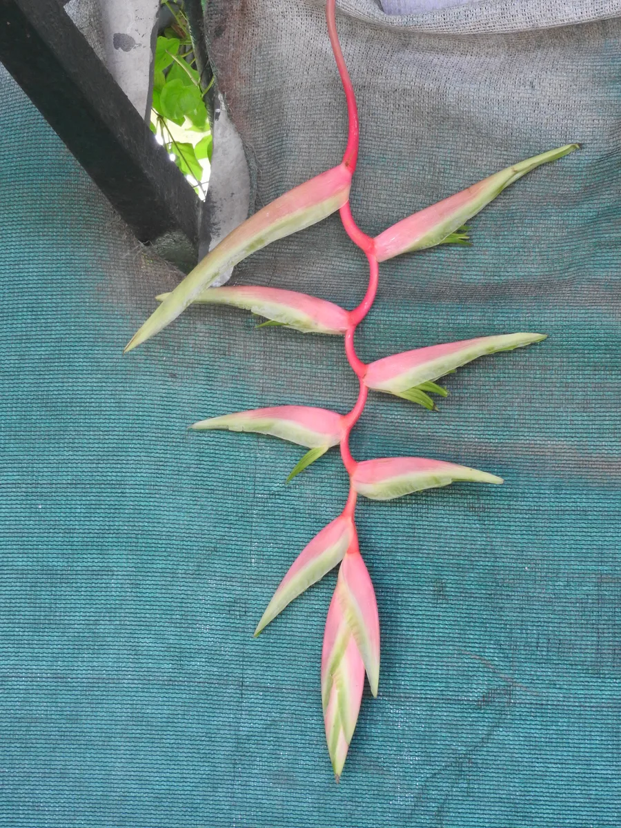 Sexy Pink Heliconia (Heliconia chartacea)