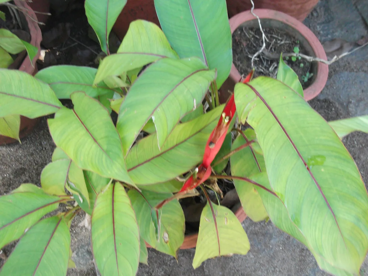 Golden Torch Heliconia (Heliconia stricta)