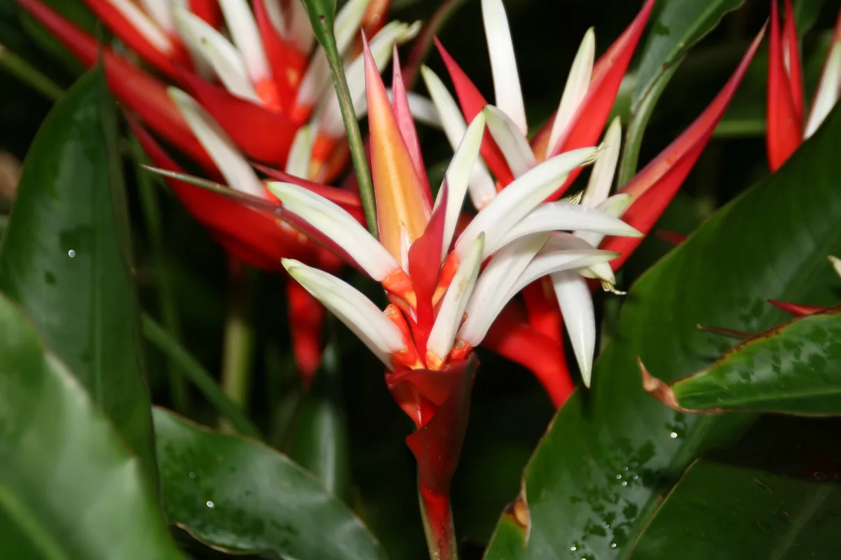 Red Christmas Heliconia (Heliconia angusta)