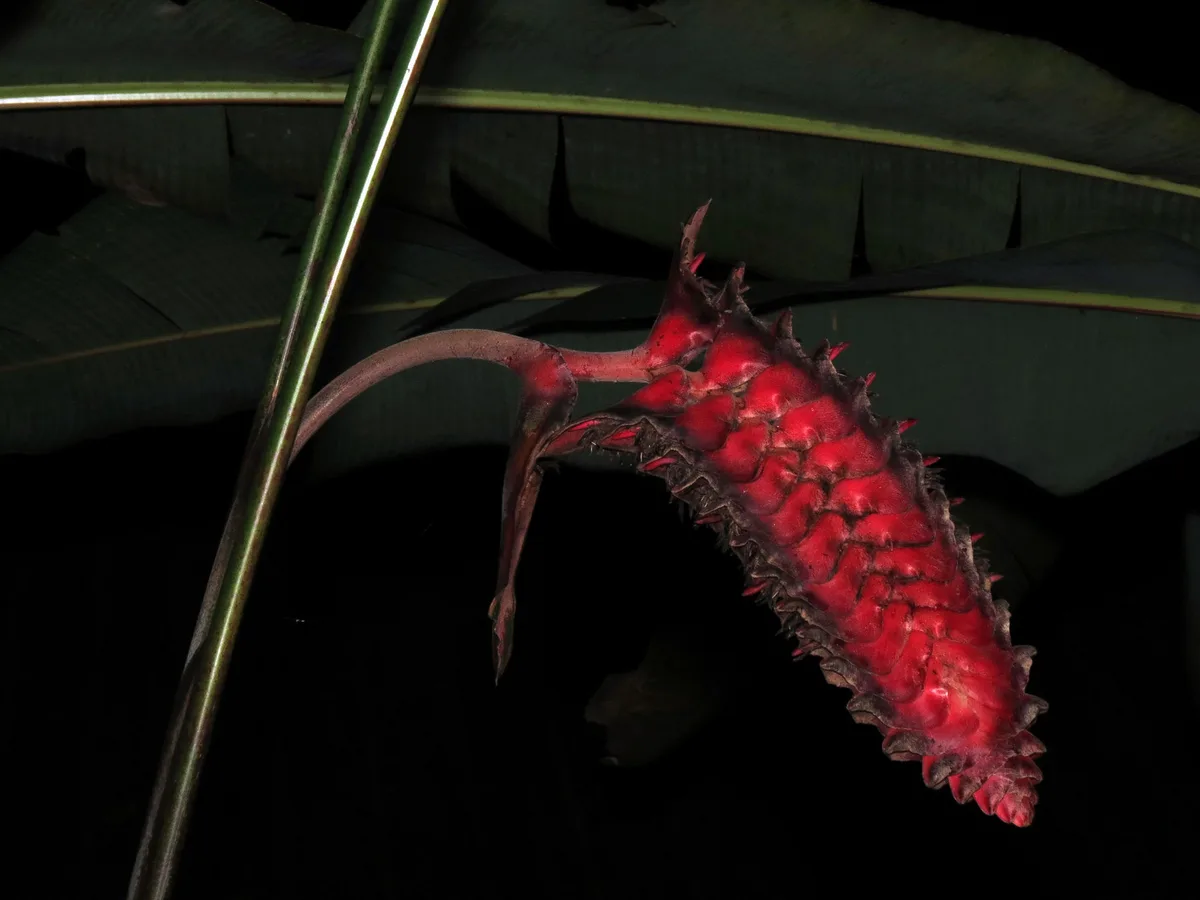 Panama Heliconia (Heliconia mariae)