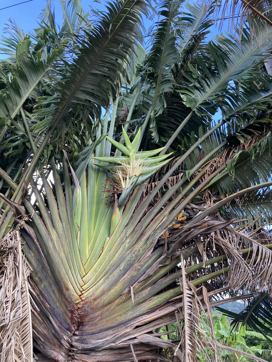Traveller Palm (Ravenala madagascariensis)