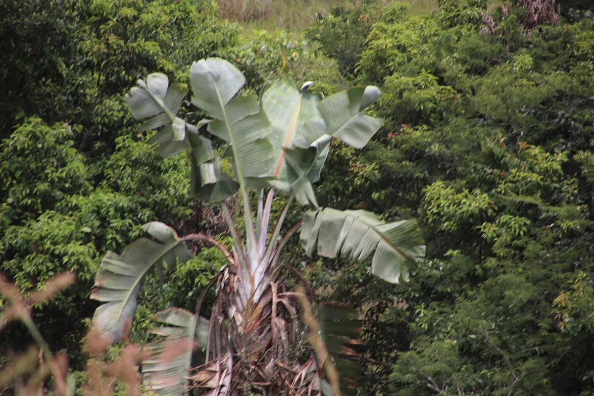 Mountain Strelitzia (Strelitzia caudata)