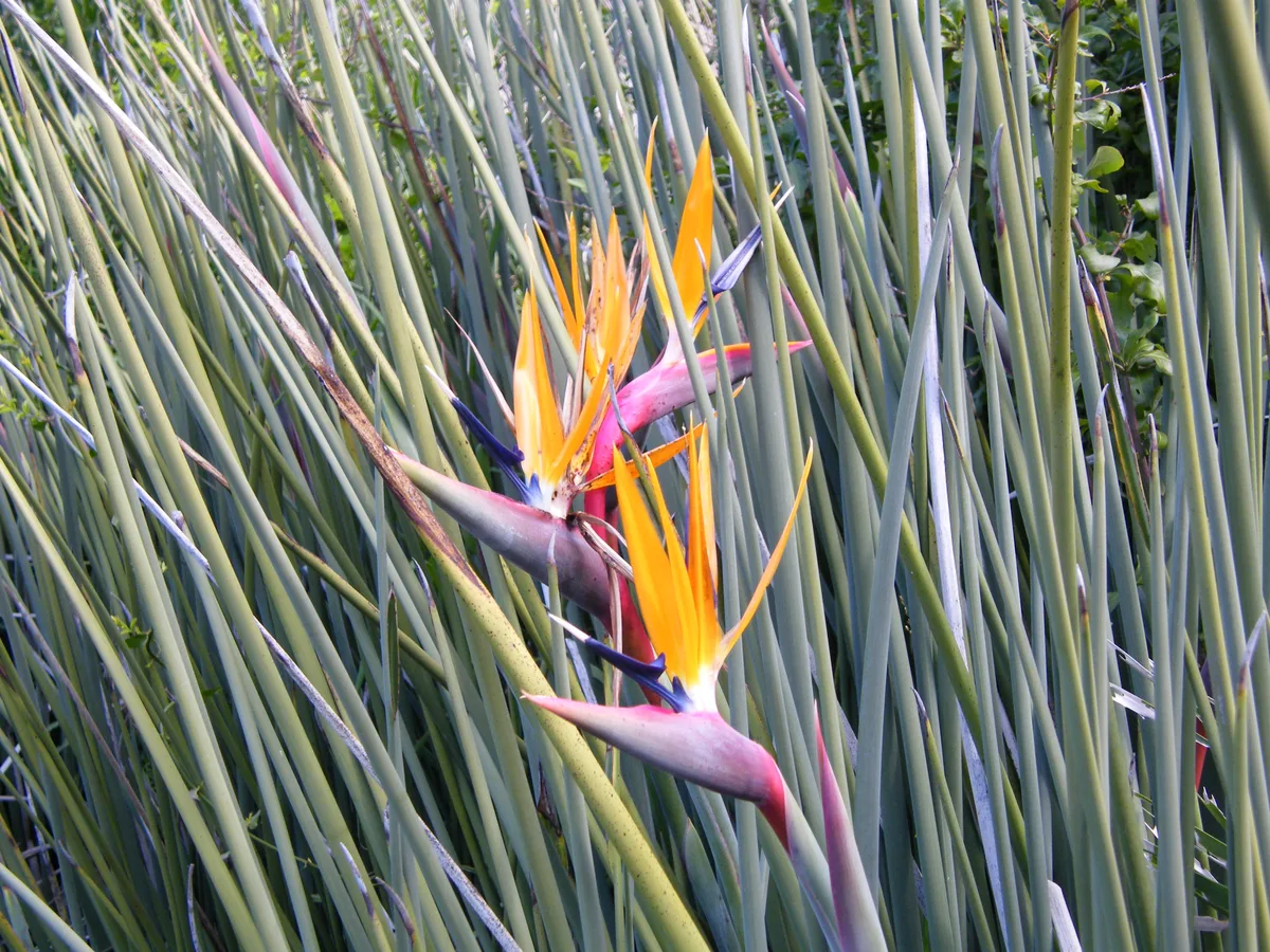 Juncea Bird of Paradise (Strelitzia juncea)