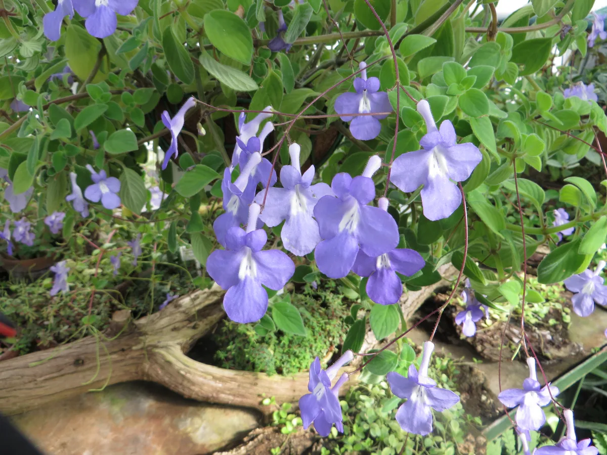 Nodding Cape Primrose (Streptocarpus caulescens)