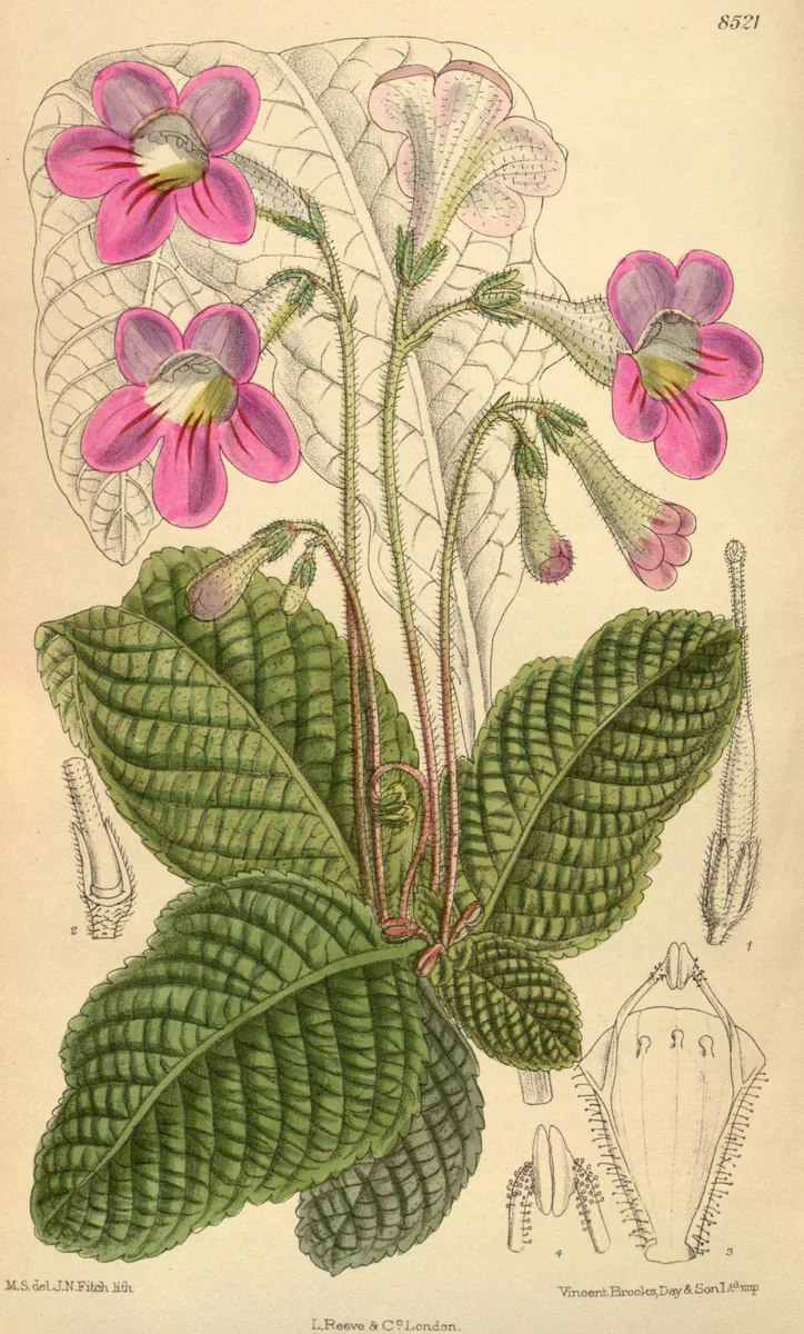 Blue Cape Primrose (Streptocarpus cyaneus)