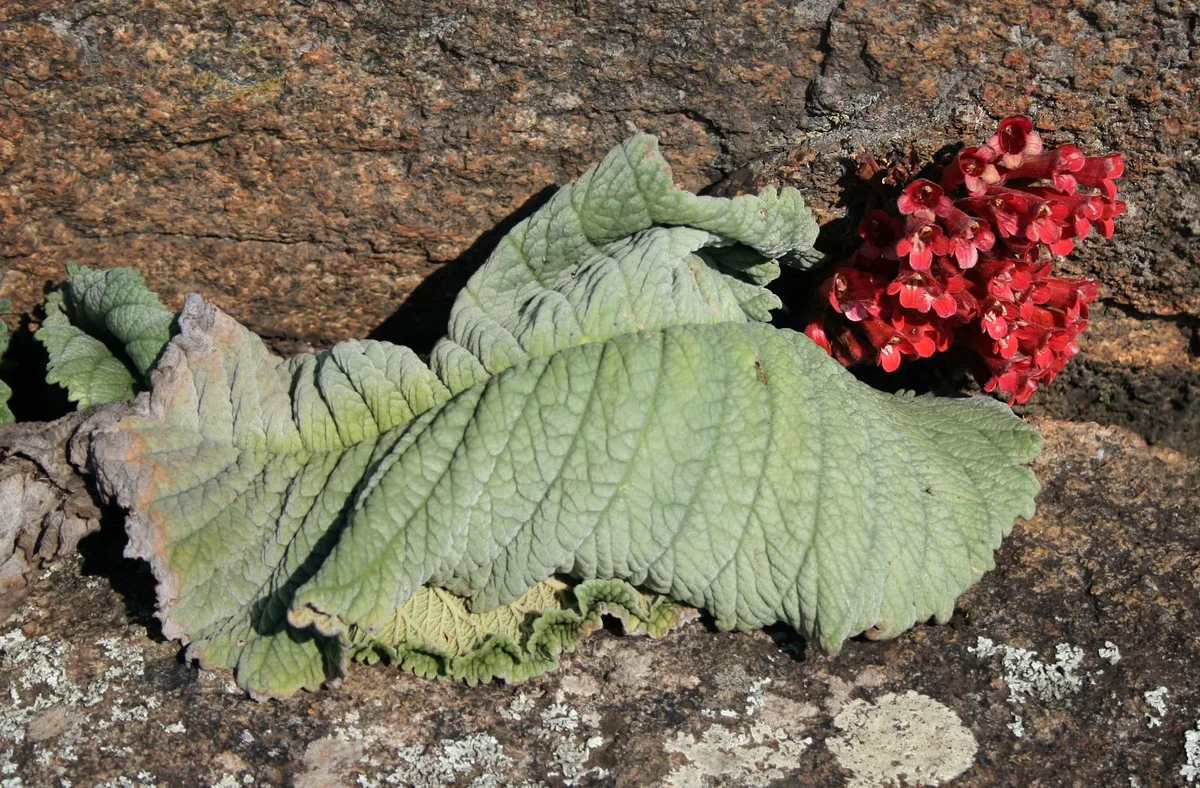 Rock Cape Primrose (Streptocarpus dunnii)