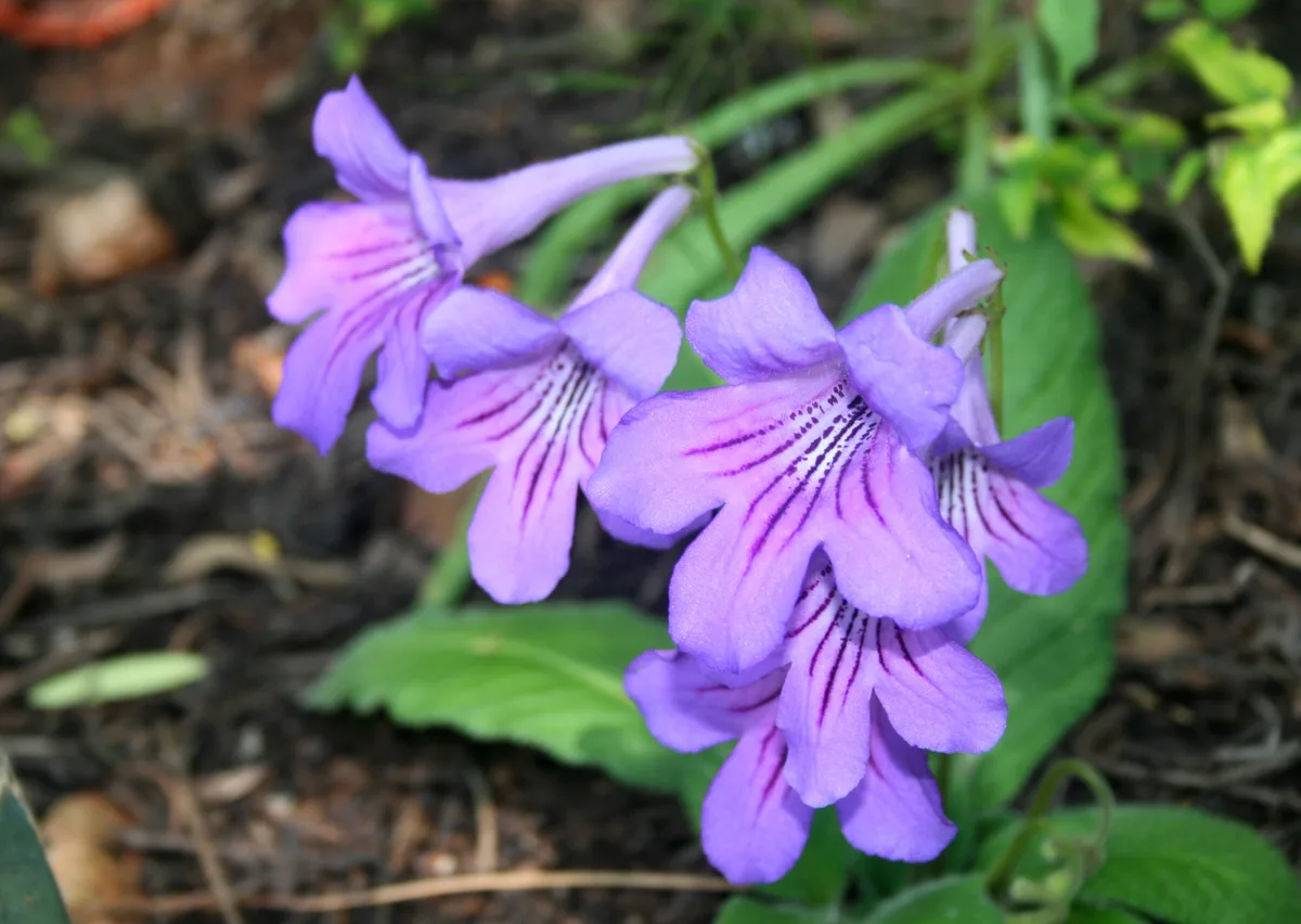 Primrose Streptocarpus (Streptocarpus primulifolius)