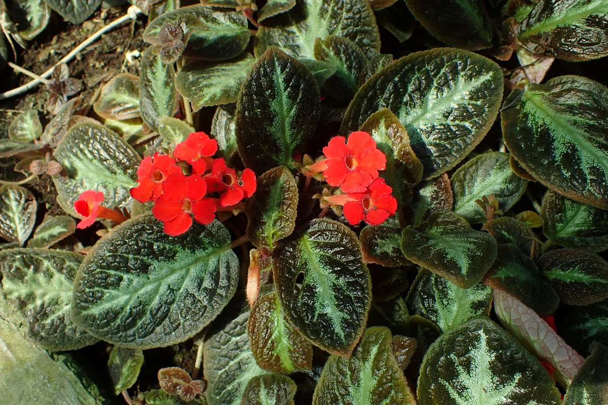 Chocolate Soldier Gesneriad (Episcia reptans)