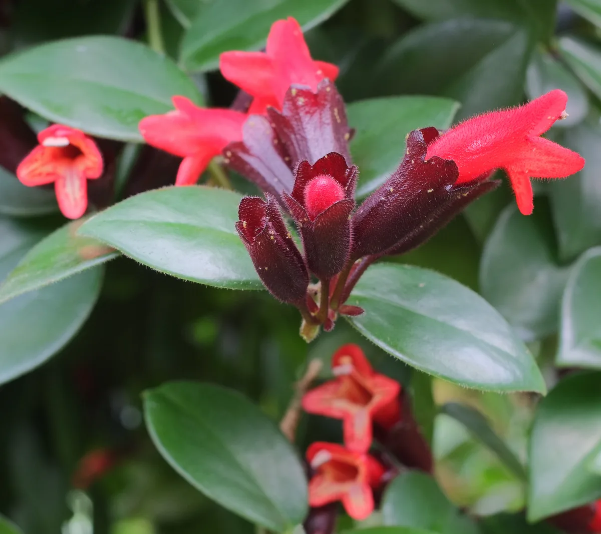 Twisted Lipstick Plant (Aeschynanthus pulcher)