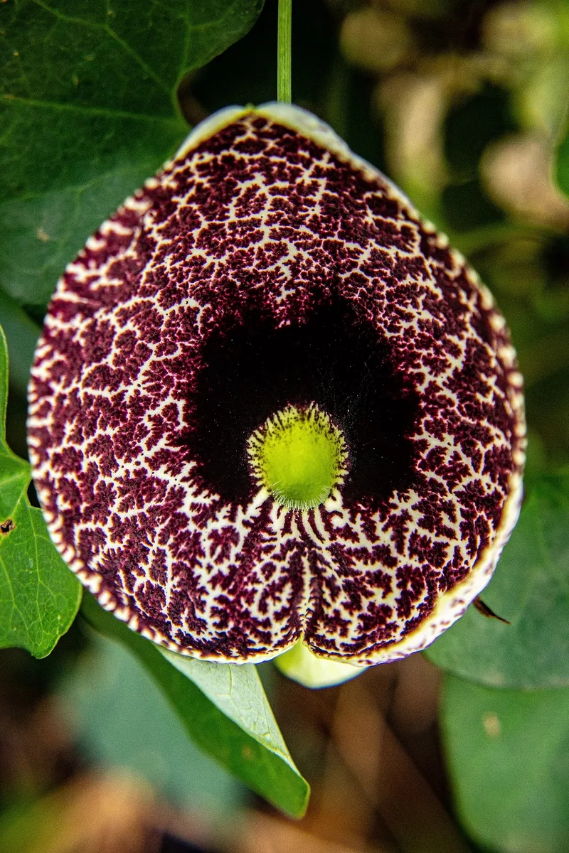 Calico Flower (Aristolochia elegans)