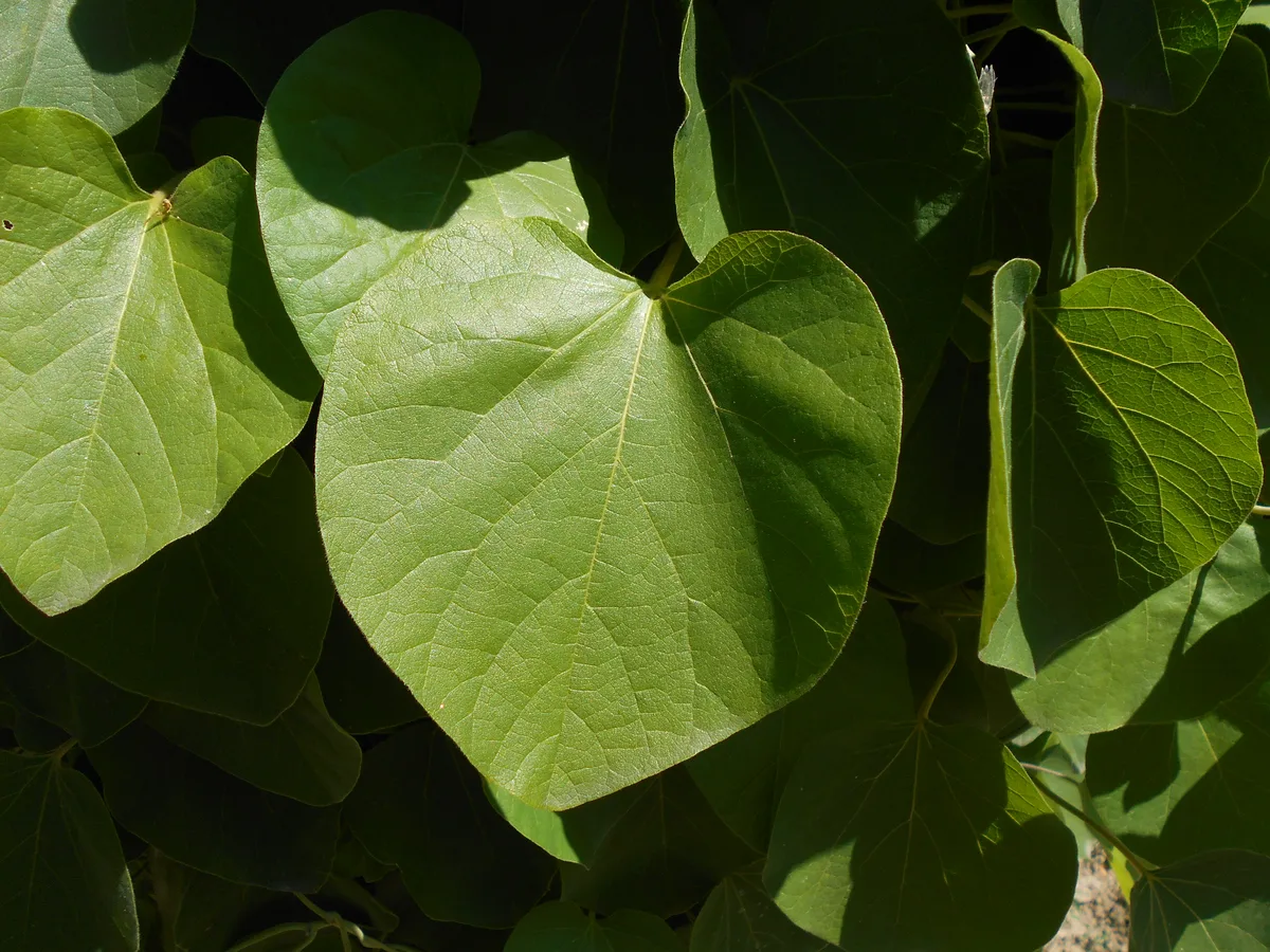 Pipevine Birthwort