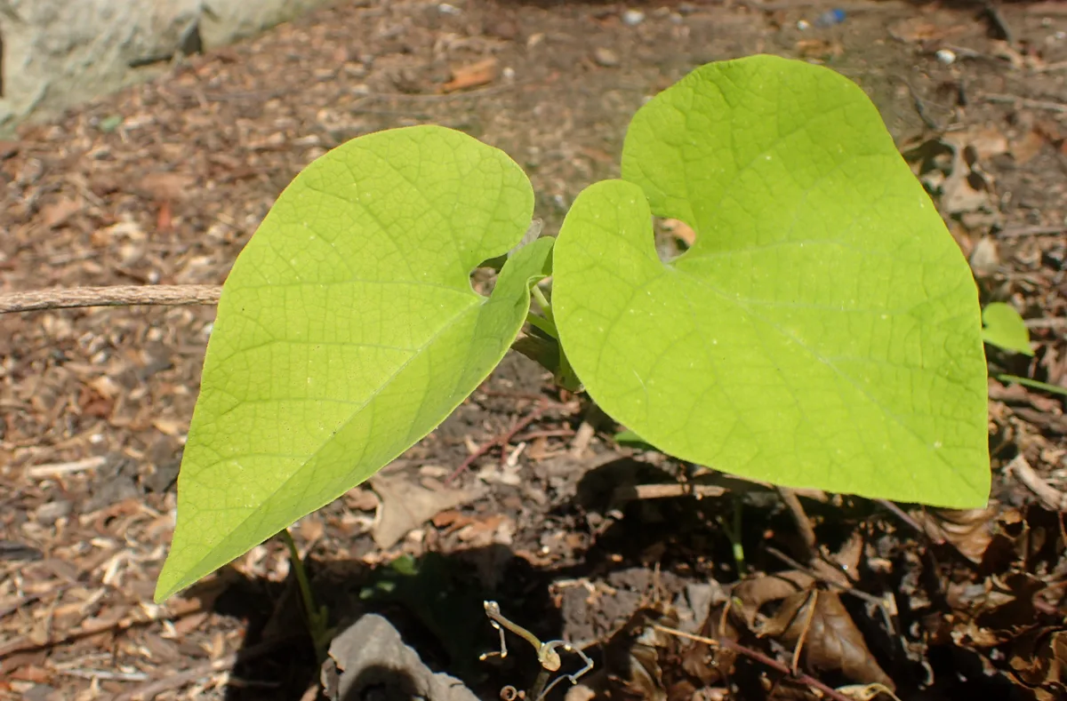 Woolly Pipevine (Aristolochia manshuriensis)