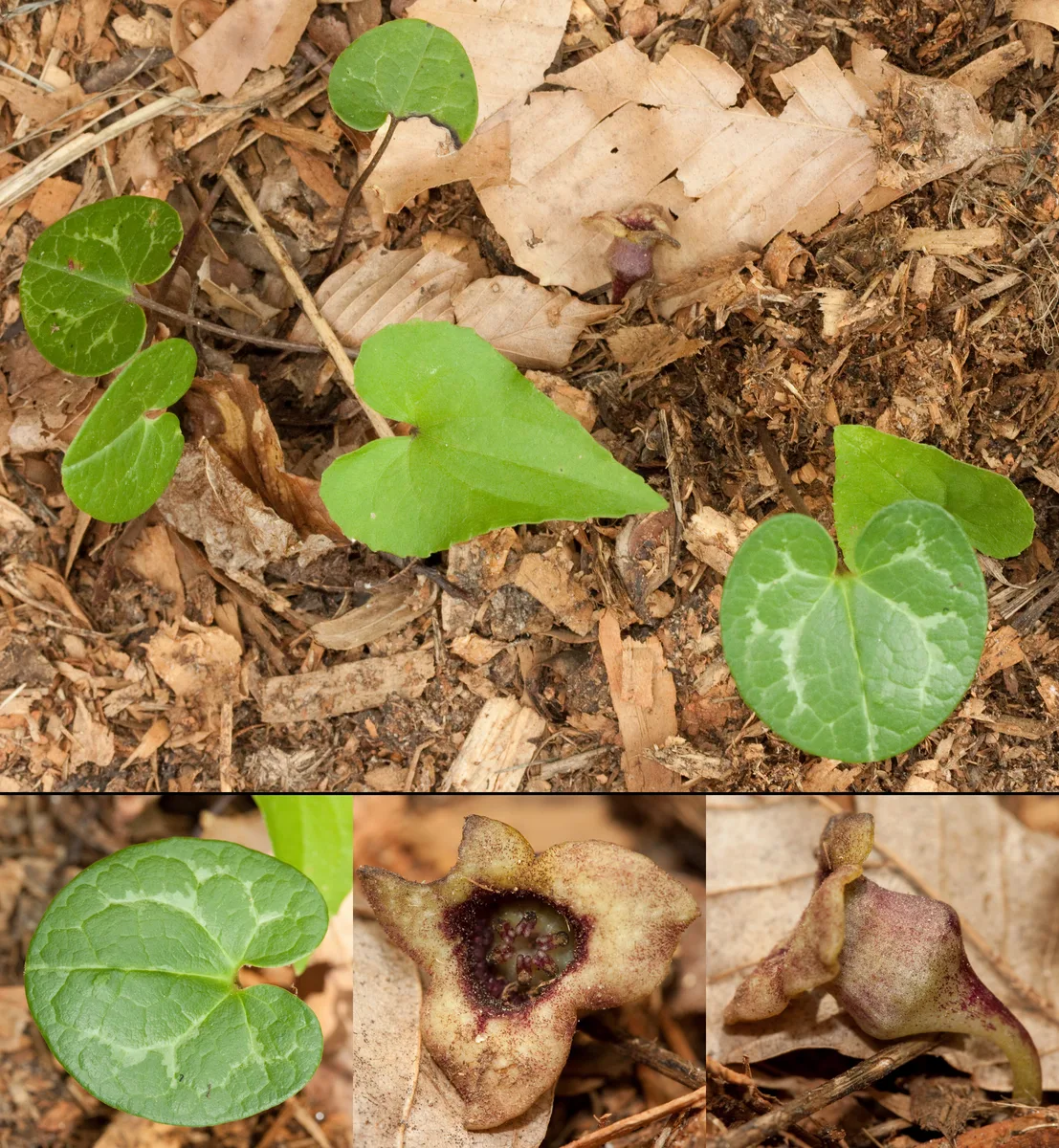 Heartleaf Ginger