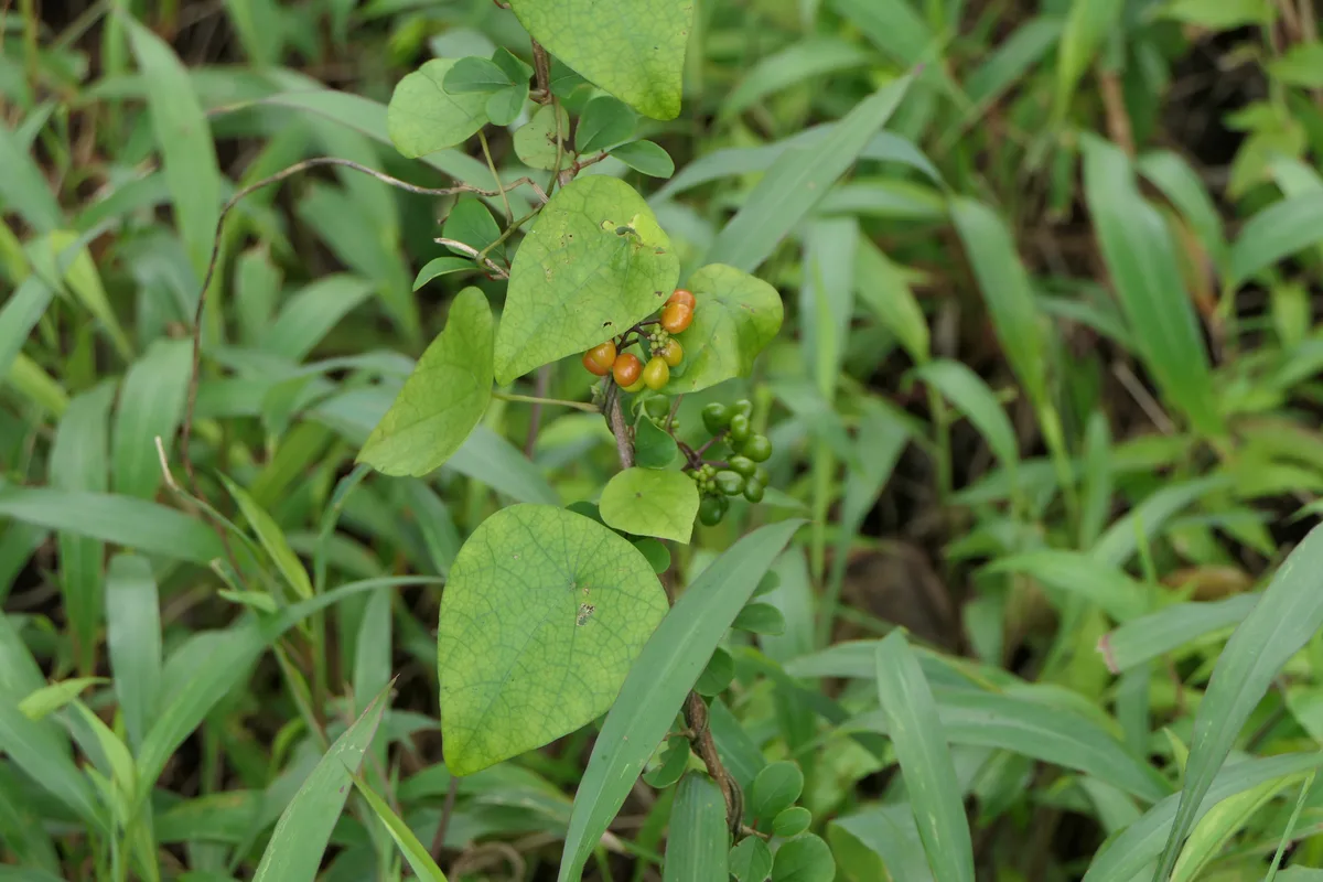Heartleaf Moonseed (Stephania japonica)