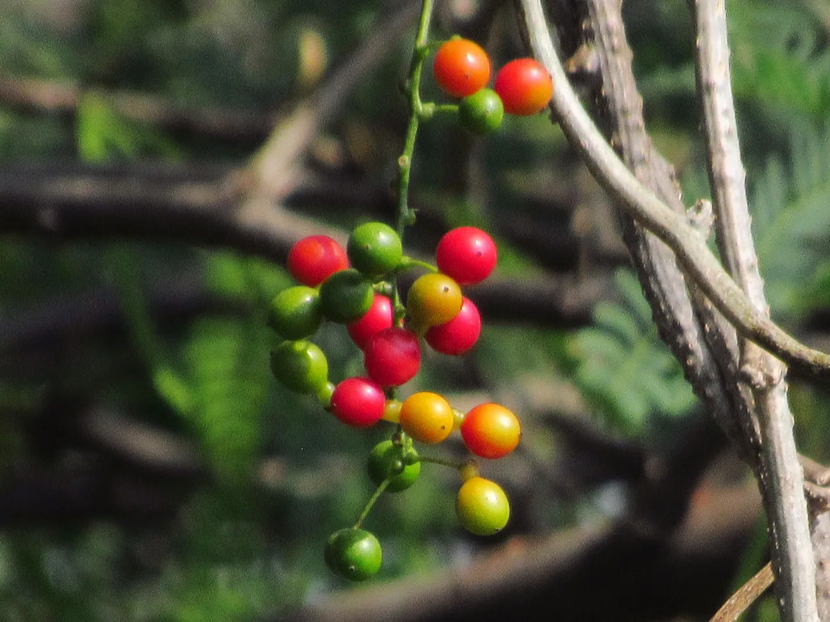Tinospora Vine