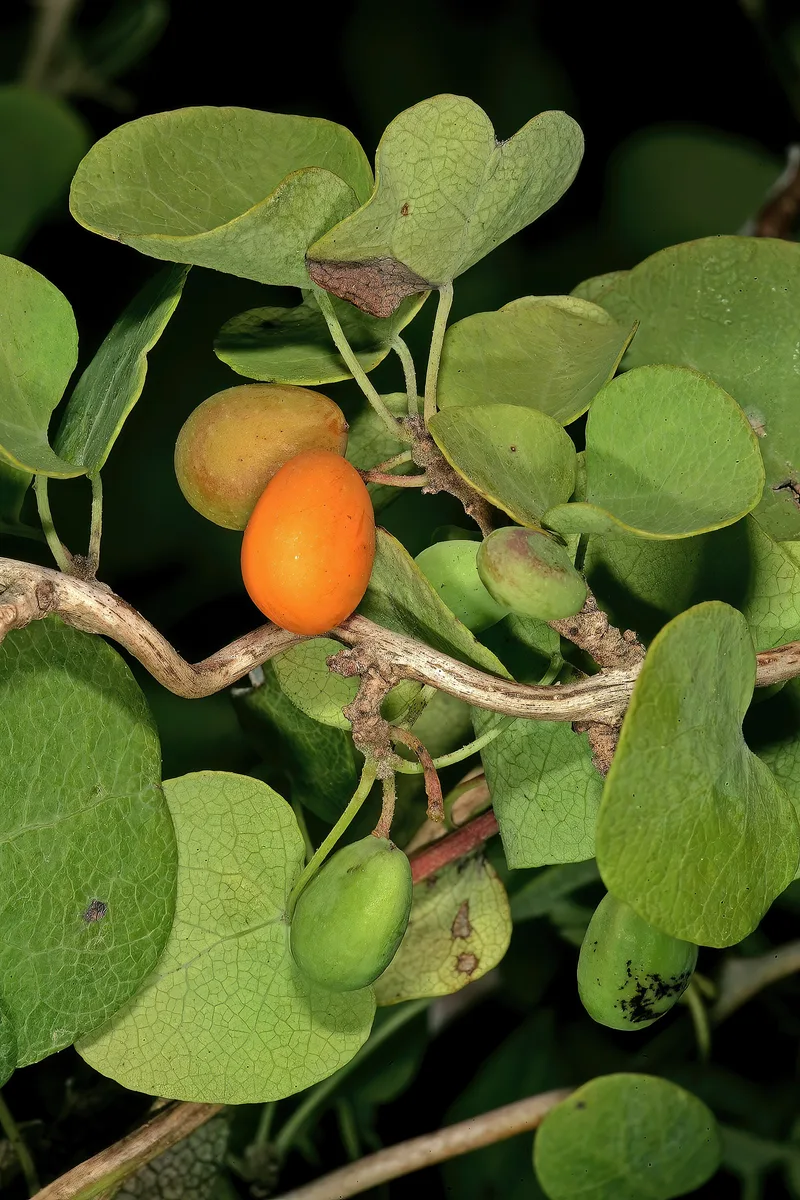African Dream Herb