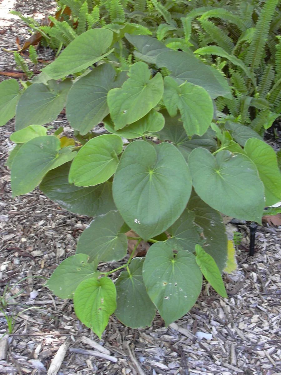 Kava Pepper (Piper methysticum)