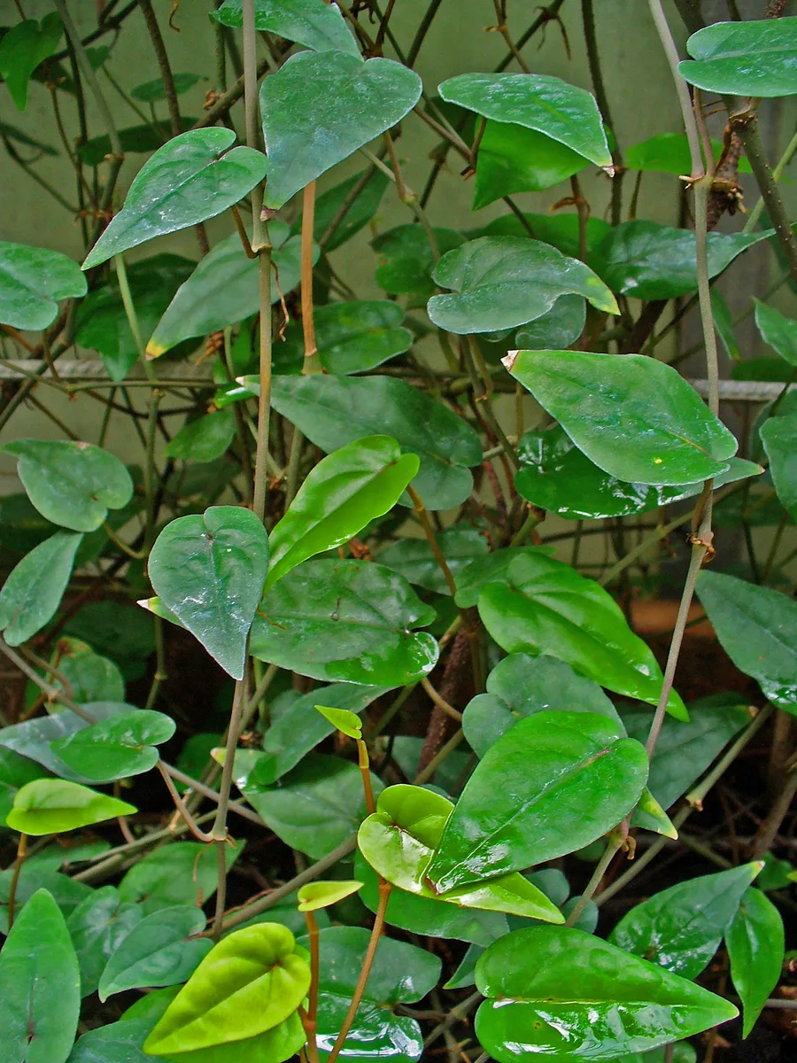 Cubeb Pepper (Piper cubeba)