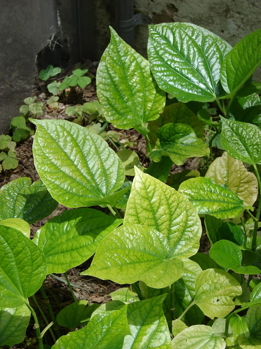 Wild Betel