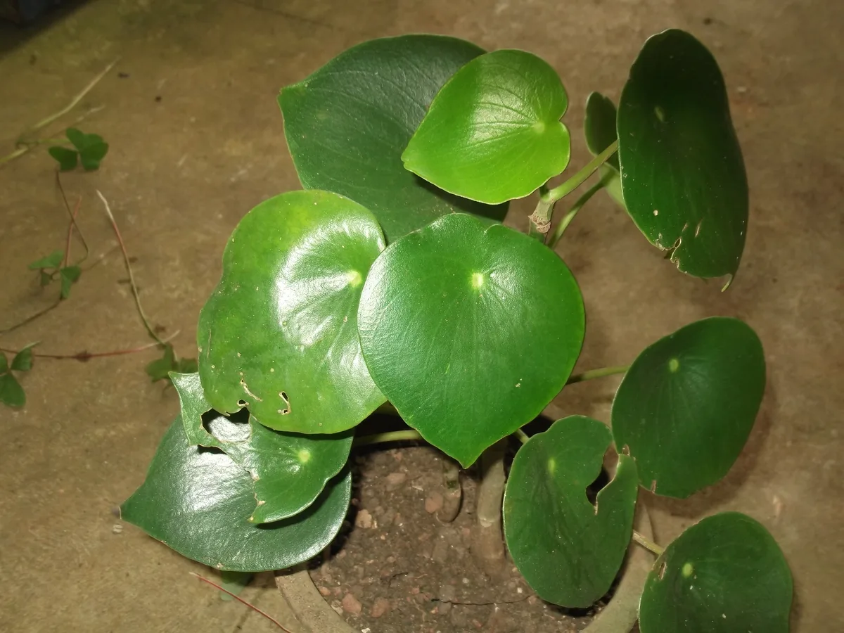 Raindrop Peperomia (Peperomia polybotrya)